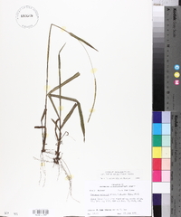 Paspalum setaceum var. muhlenbergii image