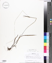 Paspalum setaceum var. muhlenbergii image