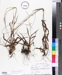 Paspalum setaceum var. stramineum image