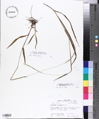 Paspalum setaceum var. stramineum image