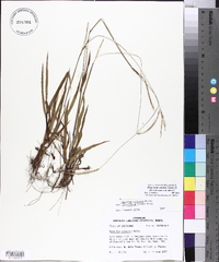 Paspalum setaceum var. supinum image