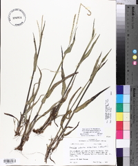 Paspalum setaceum var. supinum image