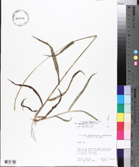 Paspalum setaceum var. supinum image