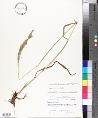 Paspalum urvillei image