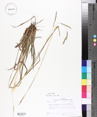 Paspalum urvillei image