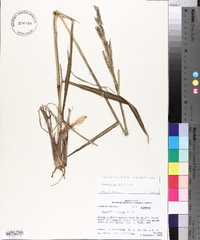 Paspalum urvillei image