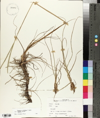 Paspalum notatum var. saurae image