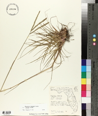 Paspalum notatum var. saurae image