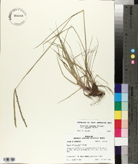 Paspalum notatum var. saurae image