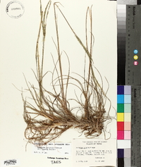 Paspalum notatum var. saurae image