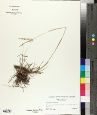 Paspalum notatum image