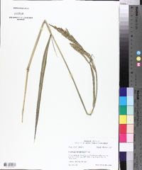 Paspalum urvillei image