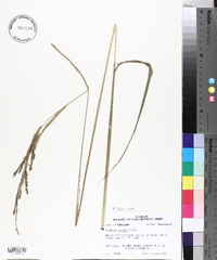 Paspalum urvillei image