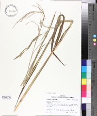 Paspalum urvillei image