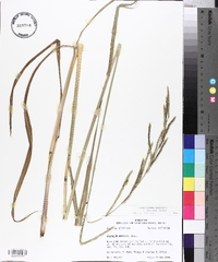 Paspalum urvillei image