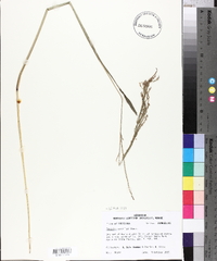 Paspalum urvillei image