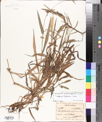 Paspalum pubiflorum image