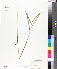 Paspalum pubiflorum image