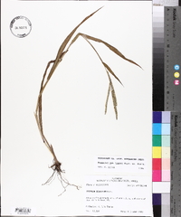 Paspalum pubiflorum image