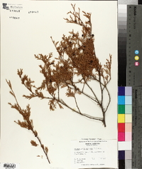Chamaecyparis thyoides image