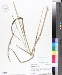 Paspalum urvillei image