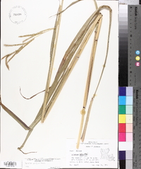 Paspalum urvillei image