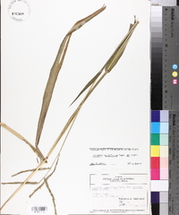 Paspalum pubiflorum image