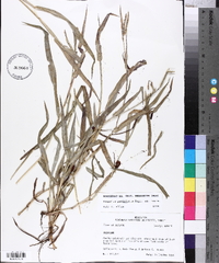 Paspalum pubiflorum image