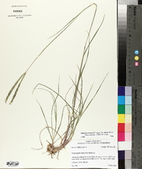 Paspalum notatum image