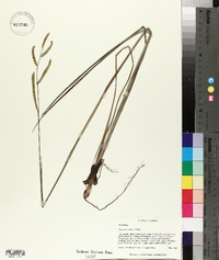 Paspalum praecox image