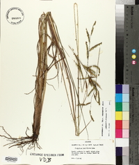 Paspalum praecox image