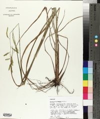 Paspalum praecox image