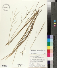 Paspalum plicatulum image