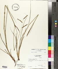 Paspalum plicatulum image