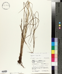 Paspalum plicatulum image