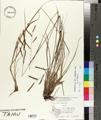 Paspalum plicatulum image