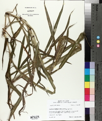Paspalum plicatulum image