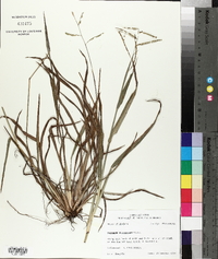 Paspalum plicatulum image