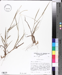 Paspalum setaceum var. setaceum image