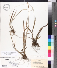 Paspalum setaceum var. setaceum image