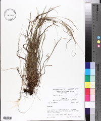 Paspalum setaceum var. setaceum image