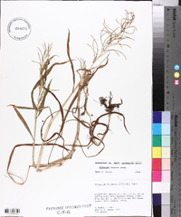 Paspalum repens image