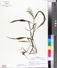 Paspalum repens image