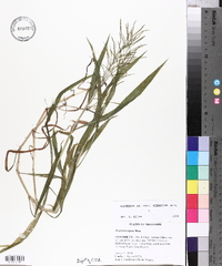 Paspalum repens image