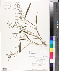 Paspalum repens image