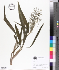 Paspalum repens image