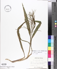 Paspalum repens image