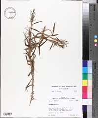 Paspalum repens image