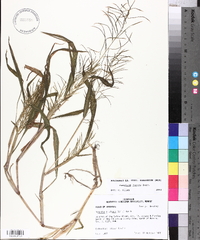 Paspalum repens image