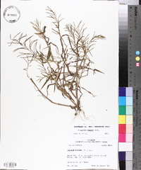 Paspalum repens image